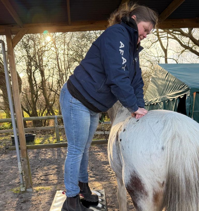 Osteopathie für Pferde in Itzehoe