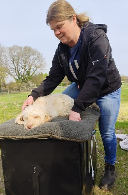 Osteopathie Hund